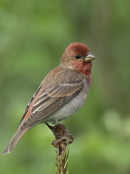 Punavarpunen, Common Rosefinch, Carpodacus erythrinus