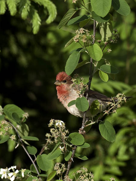 Punavarpunen, Common Rosefinch, Carpodacus erythrinus
