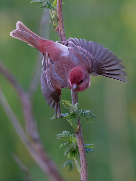 Punavarpunen, Common Rosefinch, Carpodacus erythrinus
