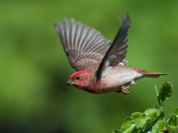 Punavarpunen, Common Rosefinch, Carpodacus erythrinus