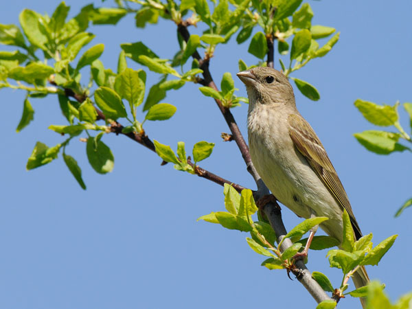 Punavarpunen, Common Rosefinch, Carpodacus erythrinus
