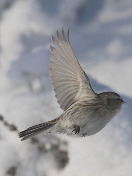 Tundraurpiainen, Arctic Redpoll, Carduelis hornemanni