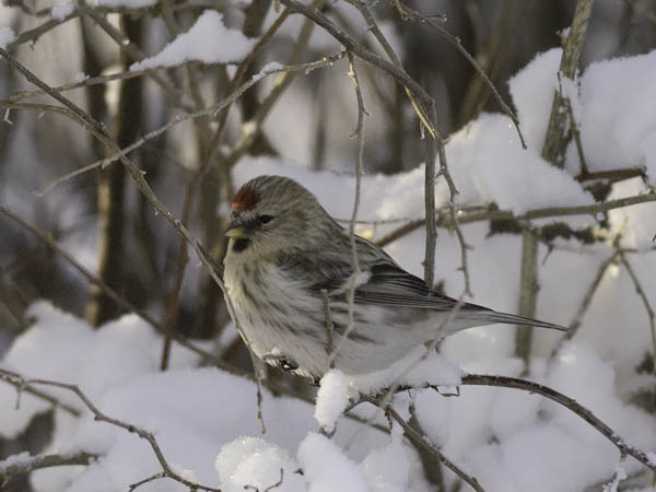 Tundraurpiainen, Arctic Redpoll, Carduelis hornemanni