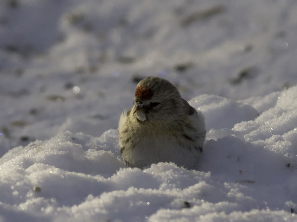 Tundraurpiainen, Arctic Redpoll, Carduelis hornemanni