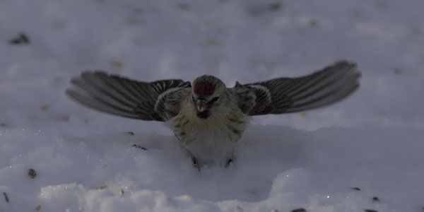 Tundraurpiainen, Arctic Redpoll, Carduelis hornemanni