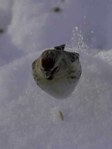 Tundraurpiainen, Arctic Redpoll, Carduelis hornemanni