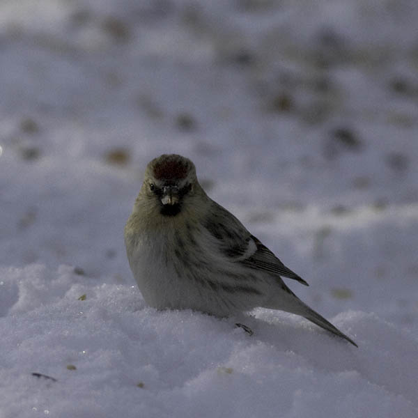 Tundraurpiainen, Arctic Redpoll, Carduelis hornemanni