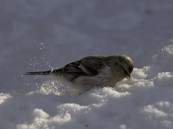 Tundraurpiainen, Arctic Redpoll, Carduelis hornemanni