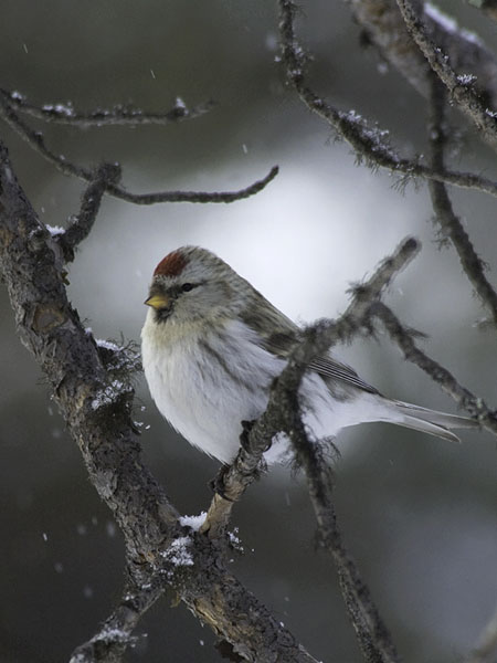 Tundraurpiainen, Arctic Redpoll, Carduelis hornemanni