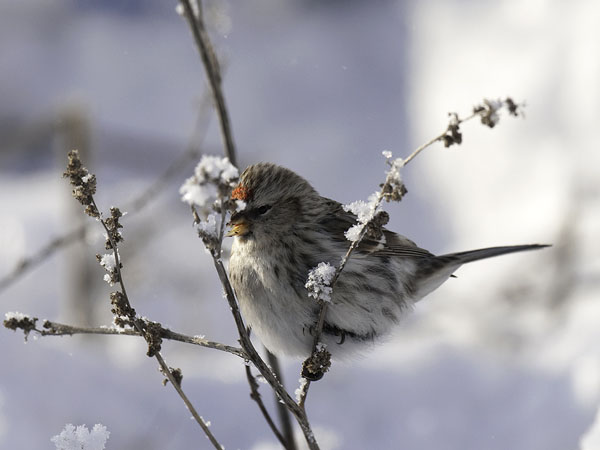 Tundraurpiainen, Arctic Redpoll, Carduelis hornemanni