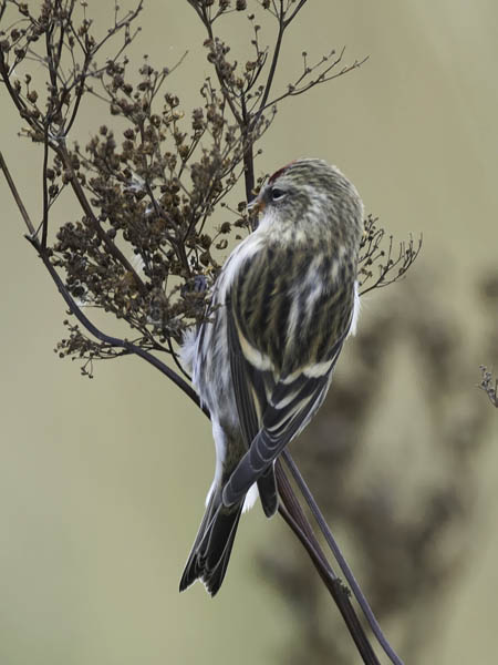 Urpiainen, Common Redpoll, Carduelis flammea