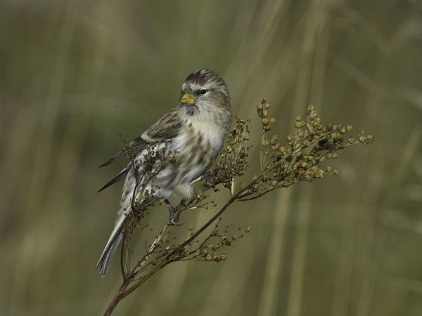 Urpiainen, Common Redpoll, Carduelis flammea