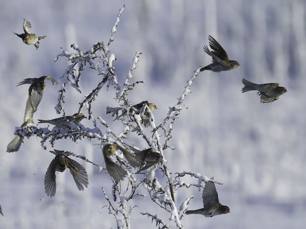 Urpiainen, Common Redpoll, Carduelis flammea