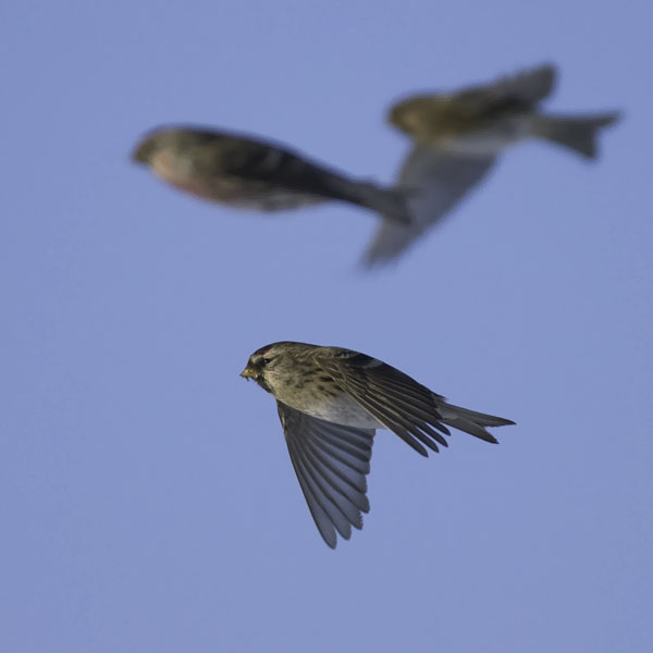Urpiainen, Common Redpoll, Carduelis flammea