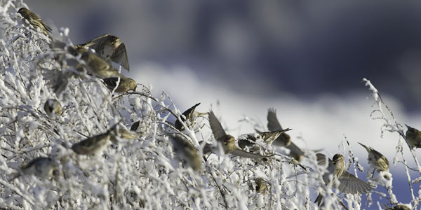 Urpiainen, Common Redpoll, Carduelis flammea