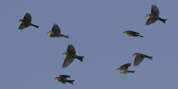Urpiainen, Common Redpoll, Carduelis flammea