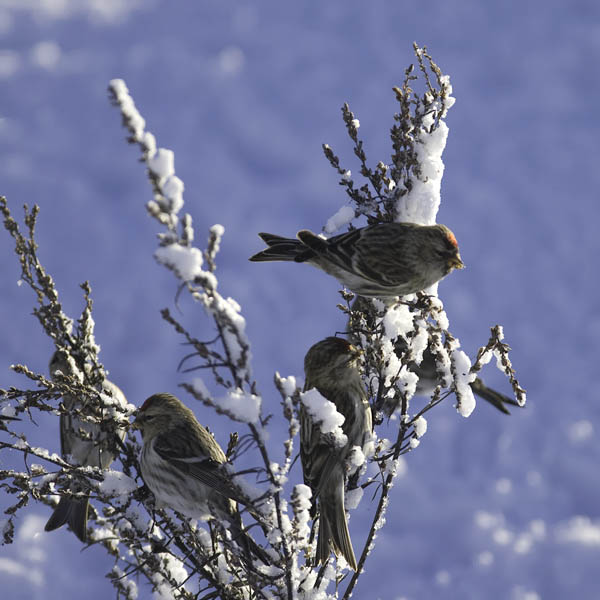 Urpiainen, Common Redpoll, Carduelis flammea