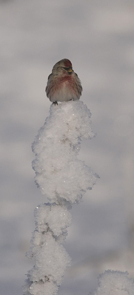 Urpiainen, Common Redpoll, Carduelis flammea