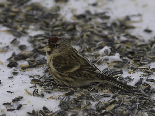 Urpiainen, Common Redpoll, Carduelis flammea