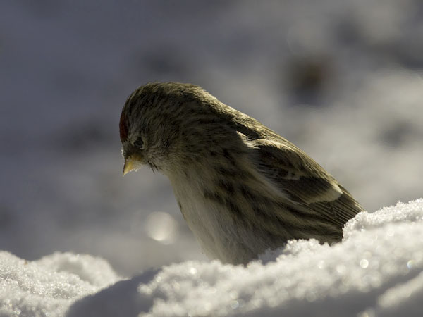 Urpiainen, Common Redpoll, Carduelis flammea