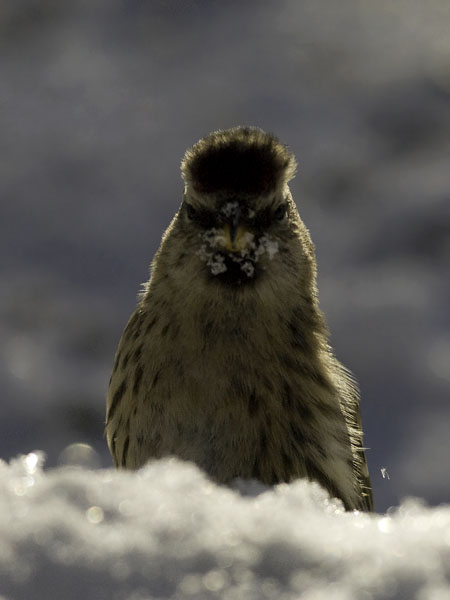 Urpiainen, Common Redpoll, Carduelis flammea