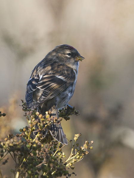 Urpiainen, Common Redpoll, Carduelis flammea