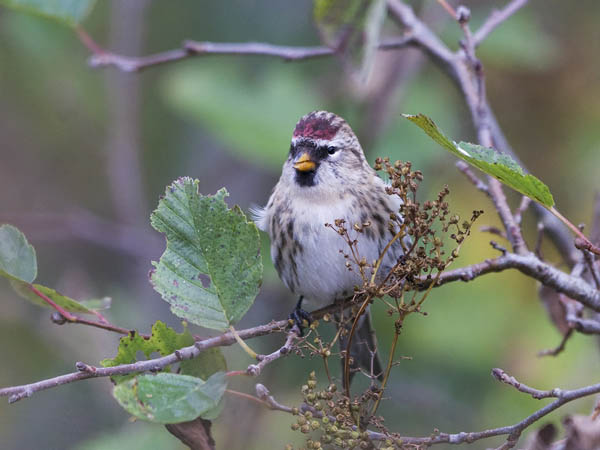 Urpiainen, Common Redpoll, Carduelis flammea