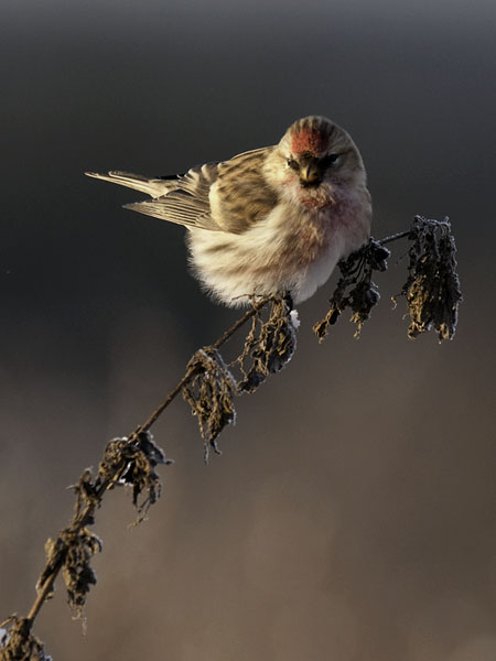 Urpiainen, Common Redpoll, Carduelis flammea