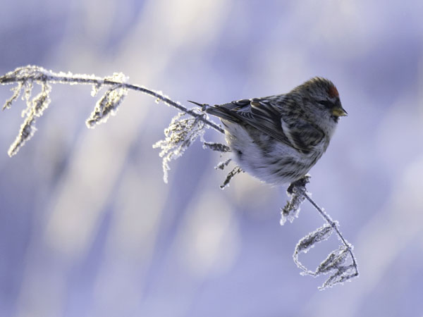 Urpiainen, Common Redpoll, Carduelis flammea