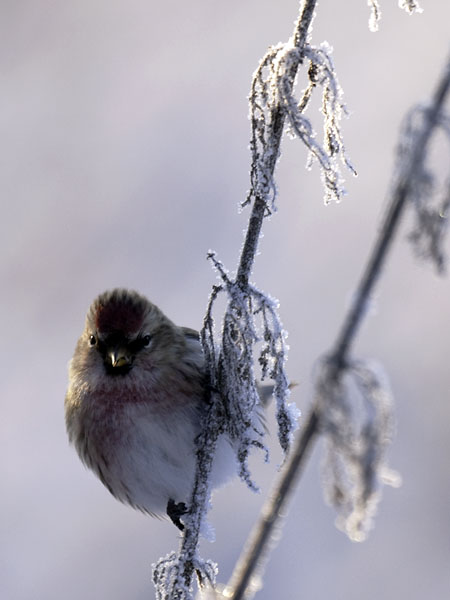 Urpiainen, Common Redpoll, Carduelis flammea