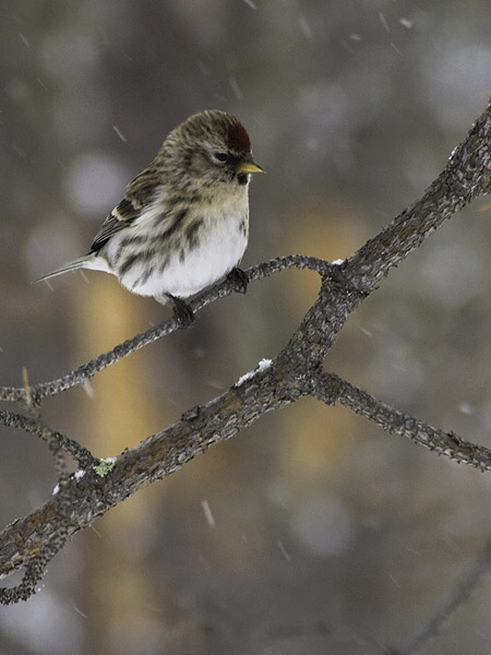 Urpiainen, Common Redpoll, Carduelis flammea