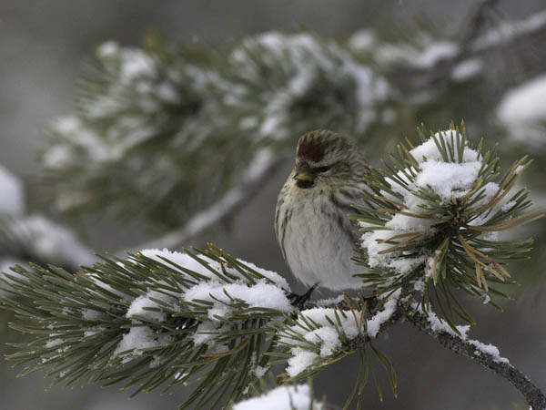 Urpiainen, Common Redpoll, Carduelis flammea