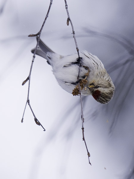 Urpiainen, Common Redpoll, Carduelis flammea