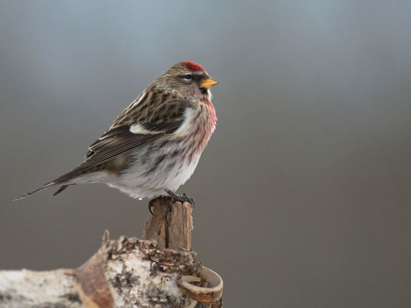 Urpiainen, Common Redpoll, Carduelis flammea