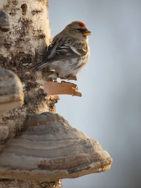 Urpiainen, Common Redpoll, Carduelis flammea