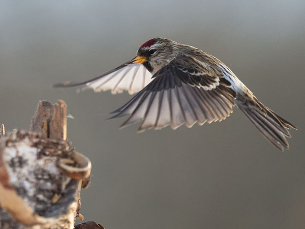 Urpiainen, Common Redpoll, Carduelis flammea