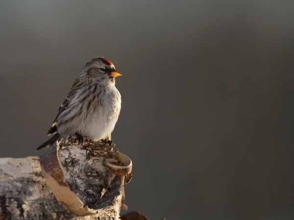 Urpiainen, Common Redpoll, Carduelis flammea