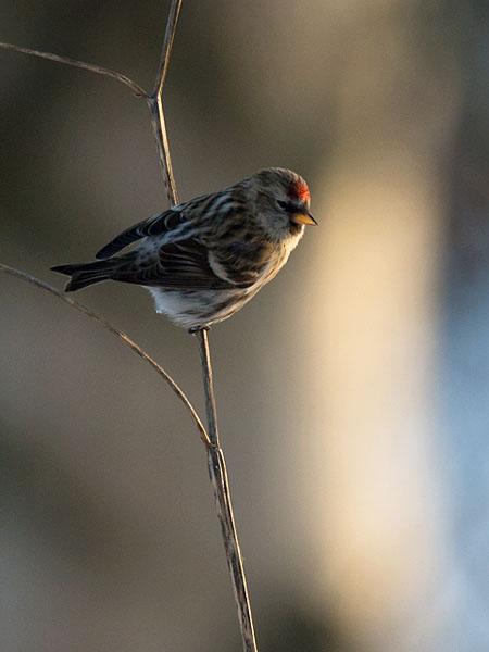 Urpiainen, Common Redpoll, Carduelis flammea