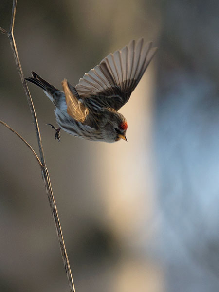 Urpiainen, Common Redpoll, Carduelis flammea