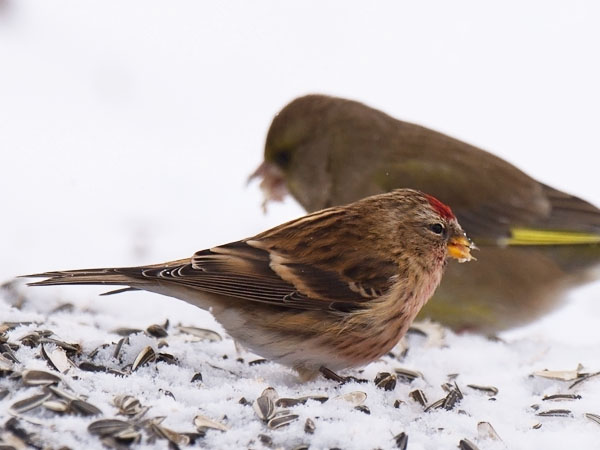 Urpiainen, Common Redpoll, Carduelis flammea