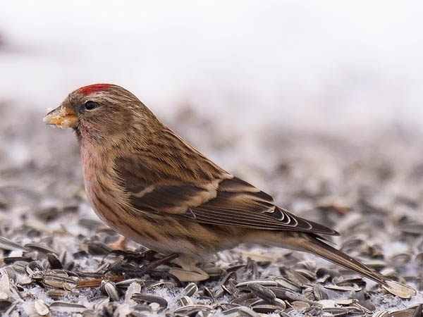 Urpiainen, Common Redpoll, Carduelis flammea