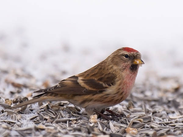 Urpiainen, Common Redpoll, Carduelis flammea