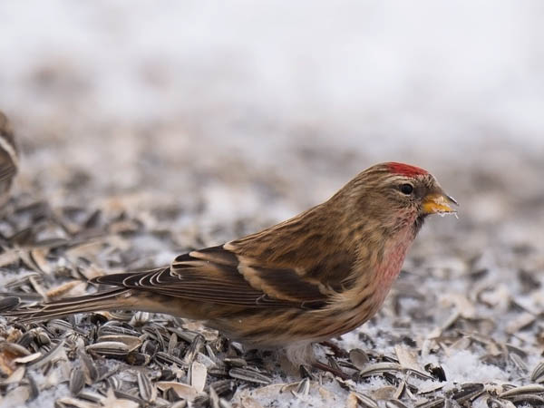 Urpiainen, Common Redpoll, Carduelis flammea