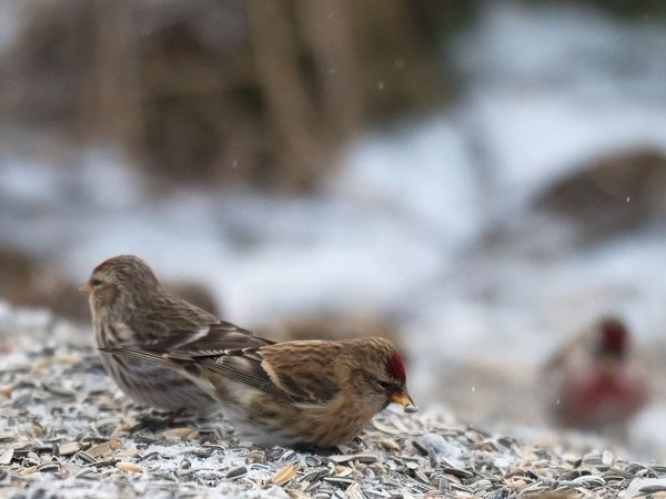 Urpiainen, Common Redpoll, Carduelis flammea