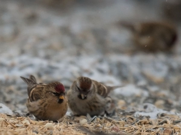 Urpiainen, Common Redpoll, Carduelis flammea