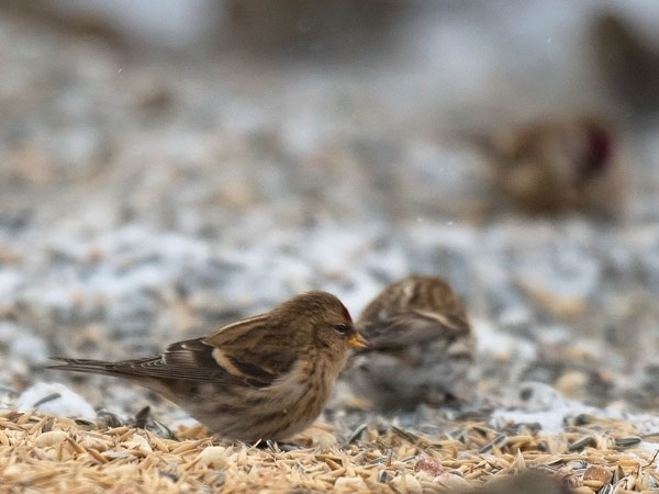 Urpiainen, Common Redpoll, Carduelis flammea