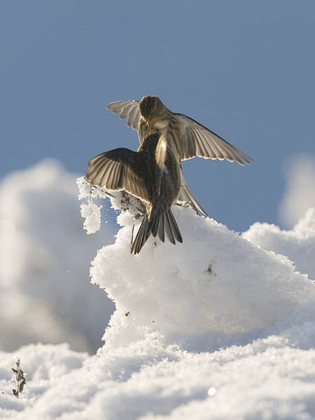 Vuorihemppo, Twite, Carduelis flavirostris