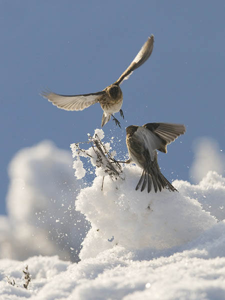 Vuorihemppo, Twite, Carduelis flavirostris