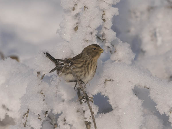 Vuorihemppo, Twite, Carduelis flavirostris