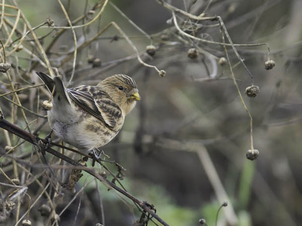 Vuorihemppo, Twite, Carduelis flavirostris